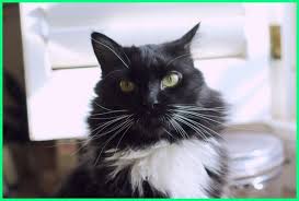 Selain putih dan hitam ada juga kucing anggora yang berwarna abu abu. Nama Kucing Jantan Yang Bagus Lucu Dan Keren Dunia Fauna Hewan Binatang Tumbuhan Dunia Fauna Hewan Binatang Tumbuhan