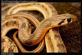 Black And Orange Striped Snake Florida Buffstriped Keelback Reptiles And Amphibians Nature Animals Amphibians