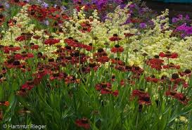 Helenium Kupferzwerg Synonym Copper Spray Copper Fountain Copper Glow Kupfer Natur Spray