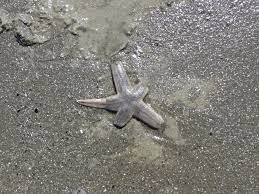 Regeneration Lessons From A Starfish Graceful Gaines