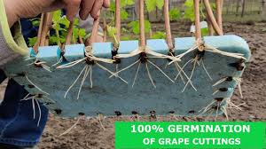 Image result for grapevine cuttings