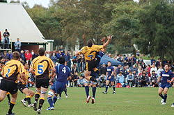 Includes, fixtures, squads, team news and stadium ticket info. Western Force Wikiwand
