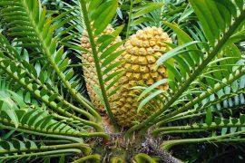 Image result for Maerua edulis