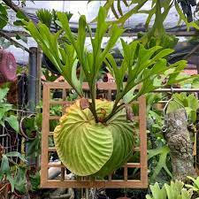 Platycerium Sp Ide Berkebun Kebun Arsitektur Modern