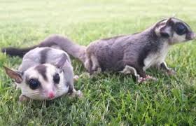 When you want to get a new pet, you have many resources, ranging from rescue groups and shelters to breeders and family and friends. Best Exotic Small Pets That Are Easy To Own Lovetoknow
