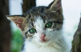 Home Remedies For Cat Colds Lovetoknow
