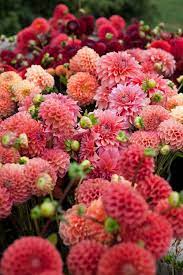 Pin On Plants Flowers And Gardens