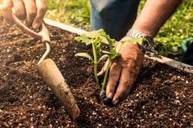 USDA Gardening Zone 6 | LoveToKnow