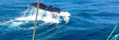 The santa barbara harbor has something for everyone: The Sunset Kidd Whale Watching Santa Barbara Sunset Kidd Sailing Cruises Whale Watching