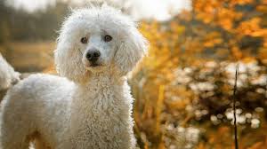 We did not find results for: Top 120 French Poodle Names Of The Year The Dog People By Rover Com