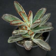 Adromischus Alstonii Succulents Sedum Kalanchoe Blossfeldiana