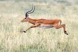 An Impala African Savanna Animals Impala Savanna Animals