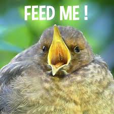 The black feathers of the forehead and crown have pale gray tips. Hungry Fledgling Cute Baby Animals Black Bird Baby Animals