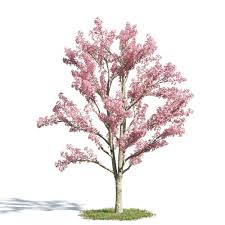 Archmodels Vol 154 Plants Trees C4d Tree Photoshop Trees To Plant Plants Grown In Water