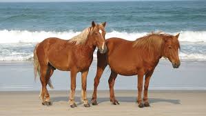 Corolla is a village close to atlantic ocean. All Wild Ocracoke Horses Safe And Accounted For After Hurricane Dorian Wusa9 Com