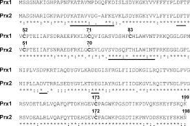 Milyonlarca kez indirilen facebook password decryptor facebook şifrelerinizi chrome, firefox, i̇nternet explorer, safari ve diğer tarayıcılardan kurtarmanızı sağlar. Human Peroxiredoxin 1 And 2 Are Not Duplicate Proteins Journal Of Biological Chemistry