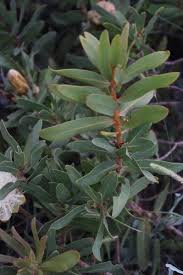 Image result for Protea welwitschii × angolensis
