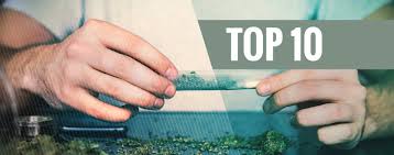 Thème du 31 mai 2008 : 10 Raisons D Arreter Le Tabac Et De Fumer L Herbe Pure Zamnesia Blog