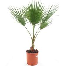Image result for Washingtonia