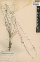 Image result for Loudetia simplex