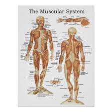 What else can we do to learn about the body and muscles? The Muscular System Anatomy Poster 18 X 24 Zazzle Co Uk