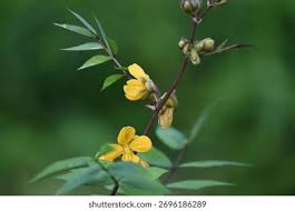 Image result for Senna occidentalis