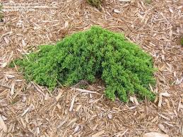 Plantfiles Pictures Dwarf Japanese Garden Juniper Nana Juniperus Procumbens By Grampapa Japanese Garden Eva Garden Garden