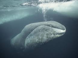 Scientists Have Found A 268 Year Old Whale That S Probably 25 Years Older Than Usa Bowhead Whale Whale Whale Species