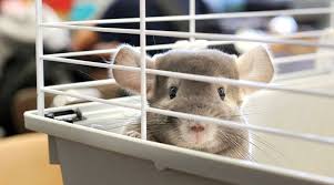 Debate Should Classroom Pets Be Banned