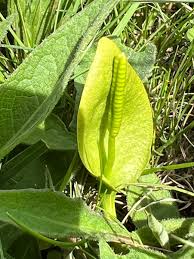 Image result for Ophioglossum vulgatum