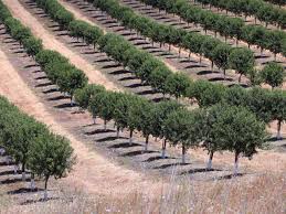 Olive Oil Production On The Brink The Portugal News