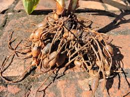 Image result for Siphonochilus rhodesicus