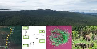 Image result for Enteropogon monostachyos