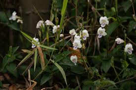 Image result for Asystasia intrusa