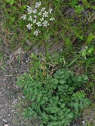 Image result for Pimpinella buchananii