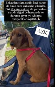 Izmir Deki Depremin Magduru Olan Diger Canlar Kayip Evcil Hayvanlara Ne Oldu Independent Turkce