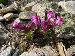 Image result for Buchnera leptostachya