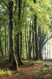Last Light In Beacon Hill Woods Somerset England