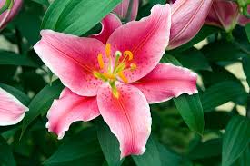 Image result for Liliaceae