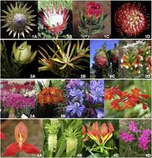 Flowers.co.za is south africa's premier online florist and gifting service. The Potential Of South African Indigenous Plants For The International Cut Flower Trade Sciencedirect