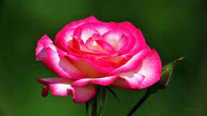 اجمل خلفيات ورد جوري احلى الورود من تجميعي 2015 Beautiful Roses