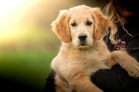 The following house training approach will be effective with most puppies in three to four days. Puppy Training 101 Sit