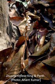 Image result for Zeuxine stammleri