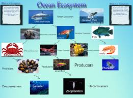 2015 Emma Miller Ocean Ecosystem Complex Consumers Ecosystem Ecosystems En En En Ocean Producers Science Glogster Edu Interactive Multimedia Posters Today, more than 5 trillion pieces of plastic, with a combined mass of more than 250,000 tons, are floating in our oceans. 2015 emma miller ocean ecosystem