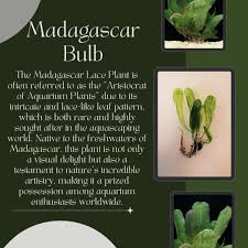 Image result for Nesogenes madagascariensis