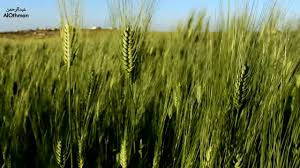 Jun 09, 2021 · أكد وزير المالية السوداني جبريل إبراهيم أن الحكومة لن ترفع الدعم عن القمح أو غاز الطهي أو زيت الوقود الذي يستخدم في إنتاج الكهرباء هذا العام، بعد يوم من رفع دعم البنزين والديزل. Ø³Ù†Ø§Ø¨Ù„ Ø§Ù„Ù‚Ù…Ø­ Ù…Ù† Ø£Ø±Ø§Ø¶ÙŠ Ø£ÙŠØ¯ÙˆÙ† Youtube