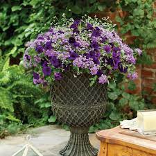 Home outside® is thrilled to offer this new tool with proven winners. Proven Winners Glory Days Flower Combinations For Sale Free Shipping