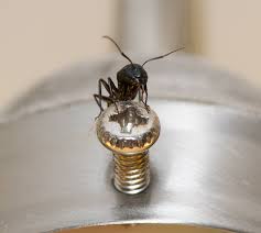 The first step to dealing with ants in your house is ensuring they don't have access to food. Have Tiny Ants In The Bathroom Here S How To Get Rid Of Them Ants Com