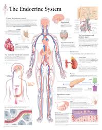 Image result for Endocrine Anatomy
