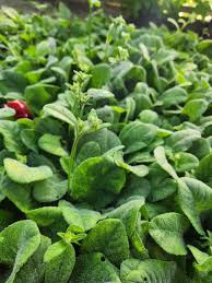 Image result for Elephantopus